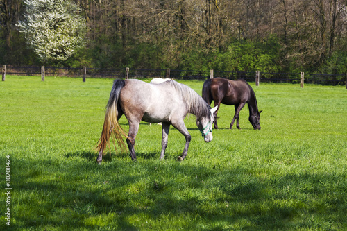 Horses on a summer pasture © Mira Drozdowski