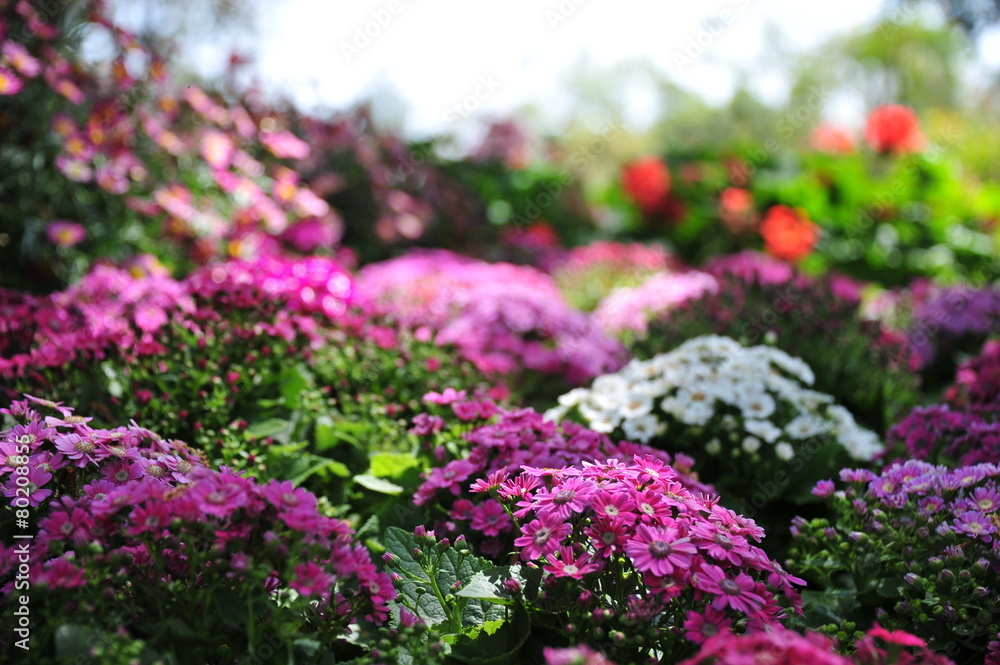 Obraz premium flowers bloom in the garden