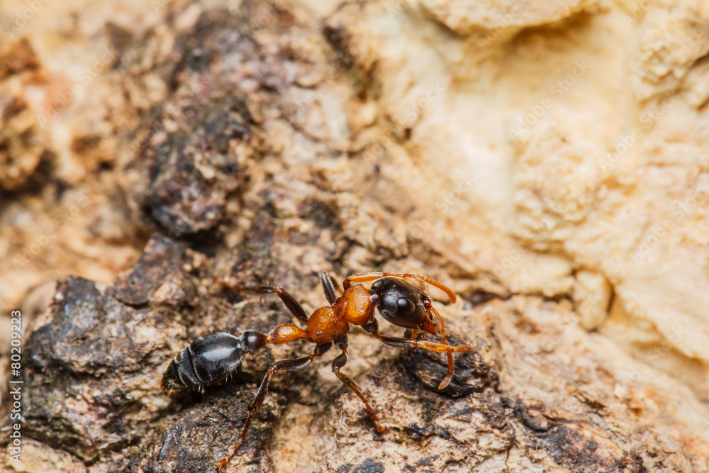 Black worker ants Black worker ants