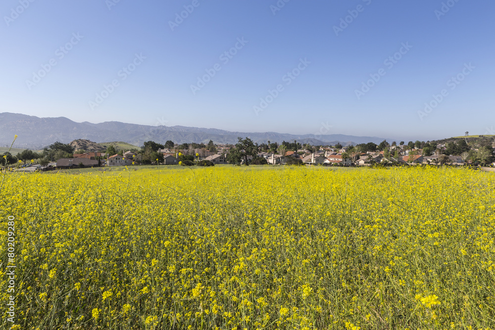 Suburban Wild Mustard Meadow near Los Angeles