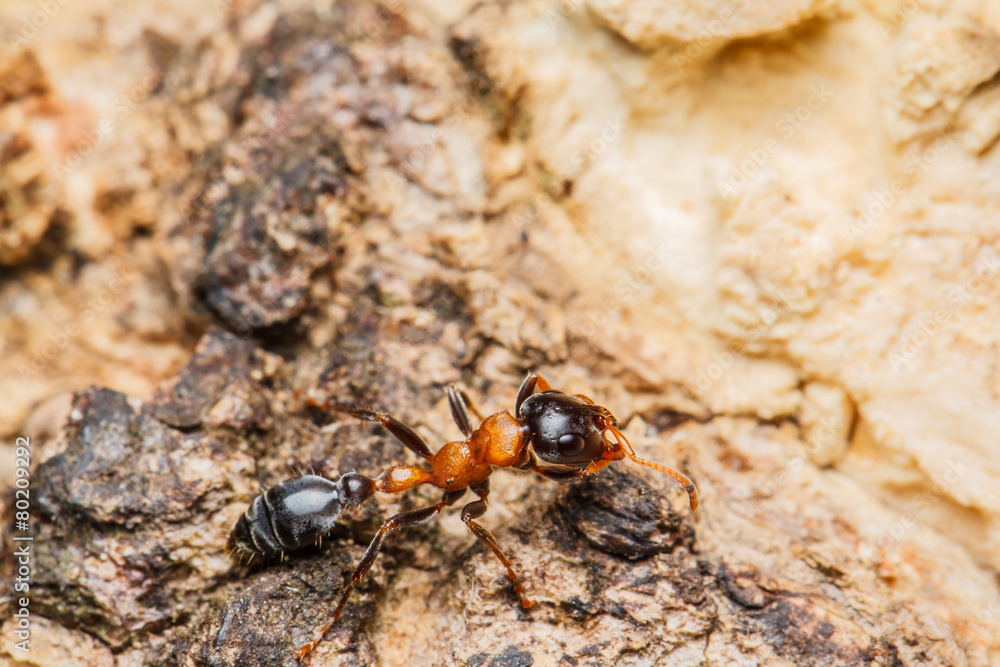 Black worker ants