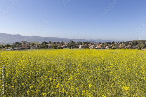 Suburban Wild Mustard Meadow near Los Angeles © trekandphoto