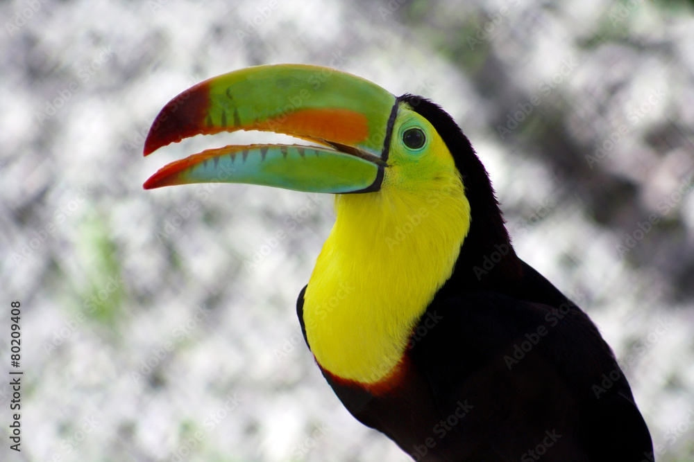 Toucan