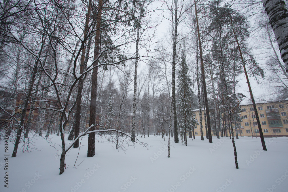 Magical winter forest Magical winter forest