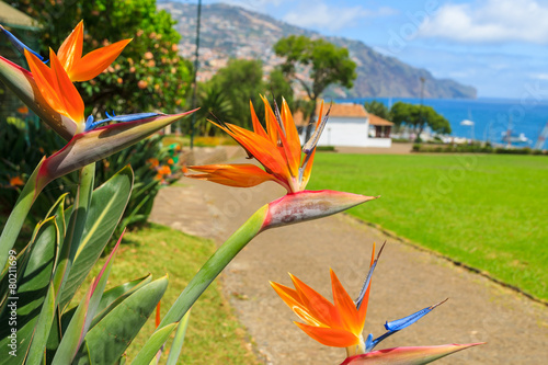 Fotografie Flowers Pride of Madeira in Santa Catarina city park of Funchal
