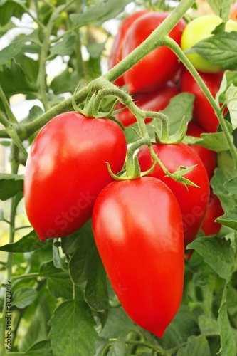 Red tomatoes in greenhouse