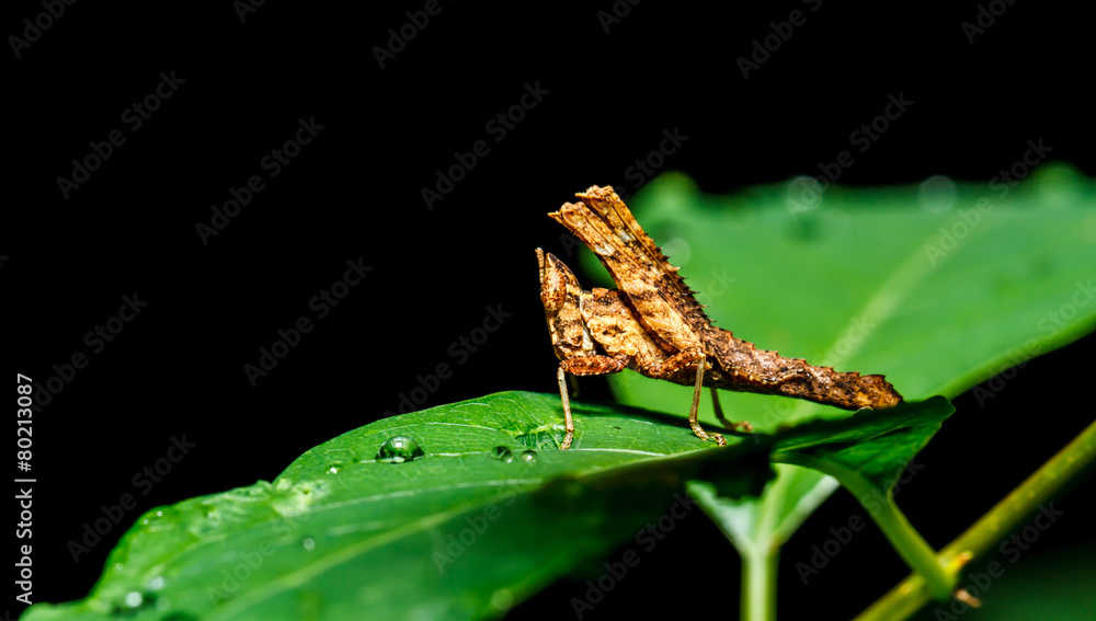 Fototapeta premium Brown Grasshopper