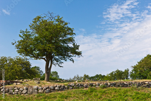 Baum an der  Schlossruine Søborg 2