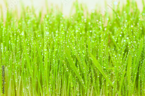green spring grass with dew