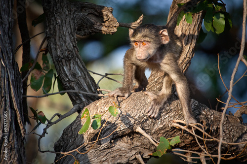 Playful Baboon photo