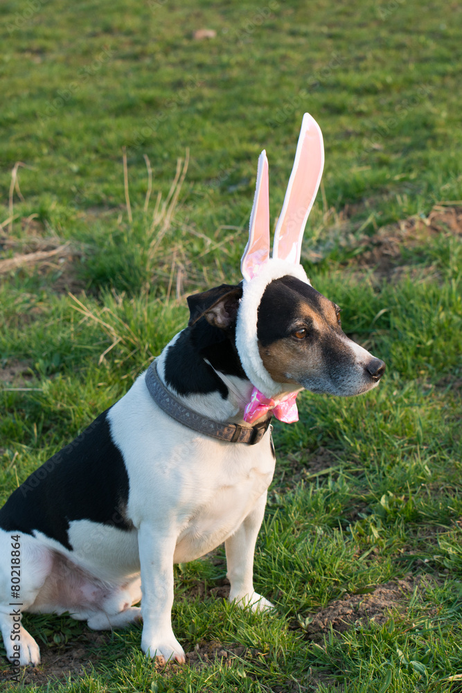 Jack Russell Osterhase