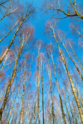 Fototapeta Naklejka Na Ścianę i Meble -  Korony drzew