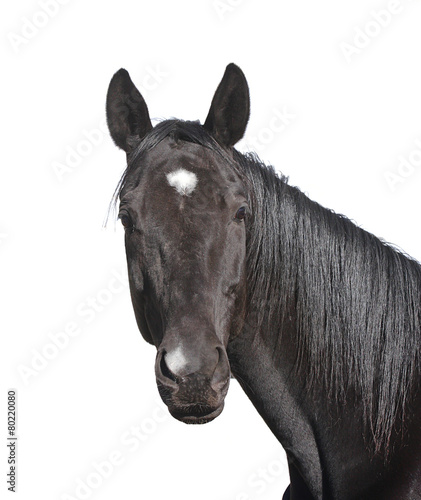black horse portrait isolated on white