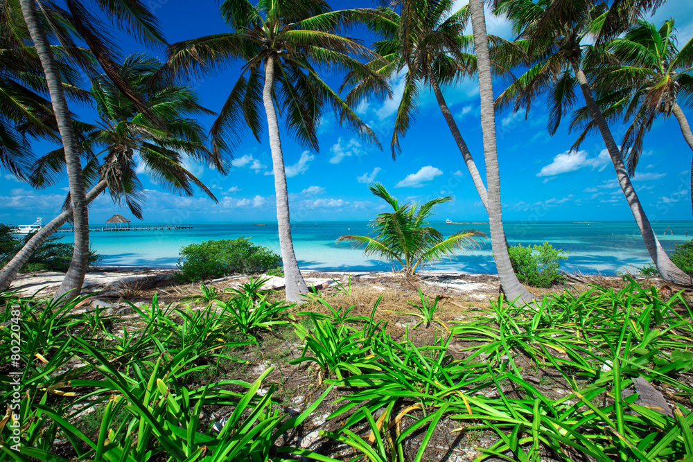 Fototapeta premium beach
