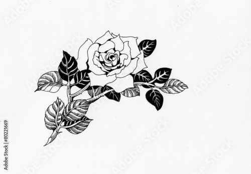 Handdrawn rose in sketch-style, isolated on white background