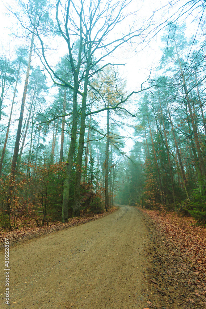 Obraz premium Pathway through the misty autumn forest