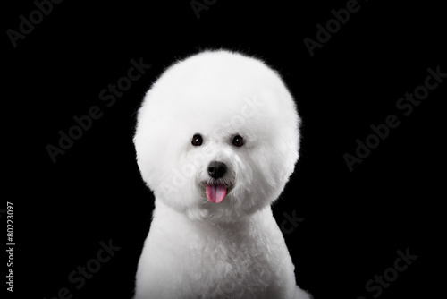 portrait of the bichon dog with white fur