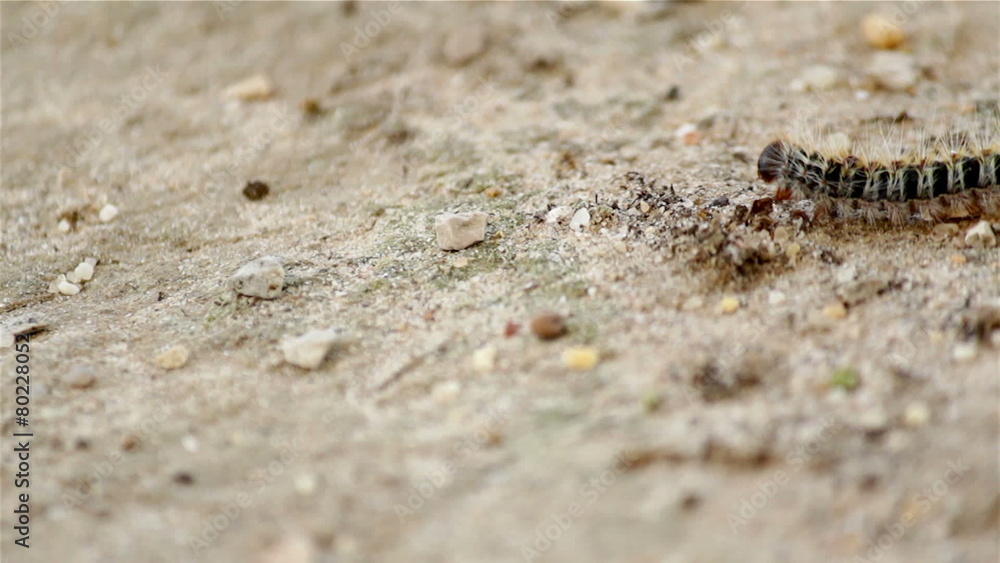 Pine processionary (Species: Thaumetopoea pityocampa). Pine processionary (Species: Thaumetopoea pityocampa).