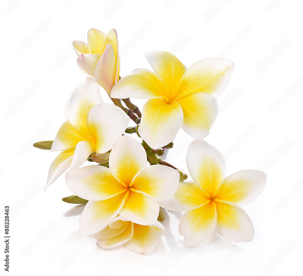 Plumeria and frangipani flowers isolated on white background and