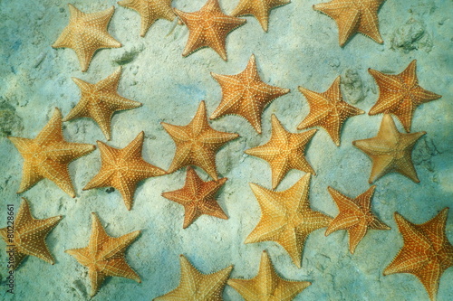 Cluster of starfish under the water on the sand