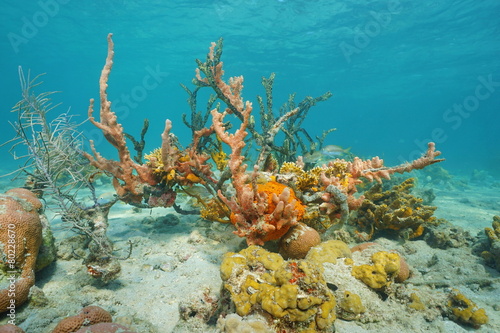 Fototapeta Naklejka Na Ścianę i Meble -  Colorful sea life underwater with sponge and coral
