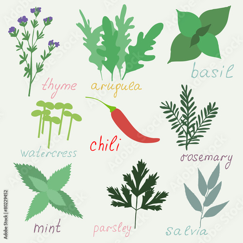 Set of hend drawn herbs spices isolated.
