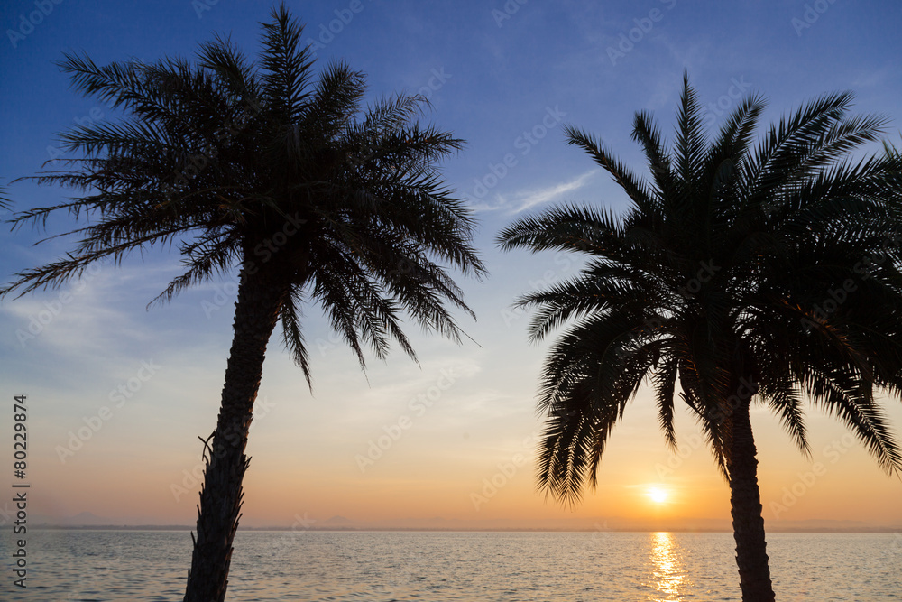 Palm trees, lake in the morning.