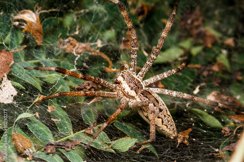 Wolf spider is resting on the net