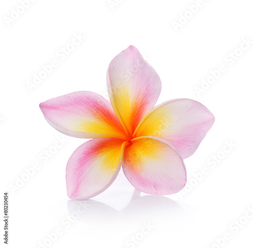 colorful plumeria flower isolated on white backgrond