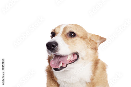 Cute Welsh Corgi and in front of white Background