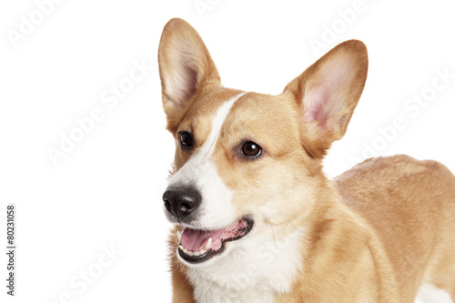 Cute Welsh Corgi and in front of white Background © Kang Sunghee
