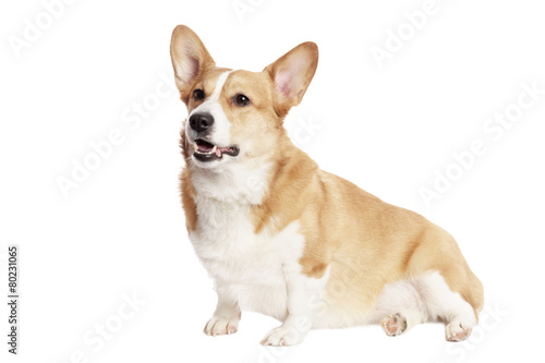 Cute Welsh Corgi and in front of white Background