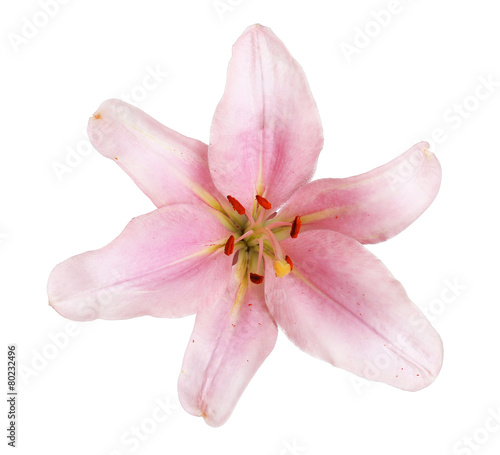 pink lily flower isolated on white background