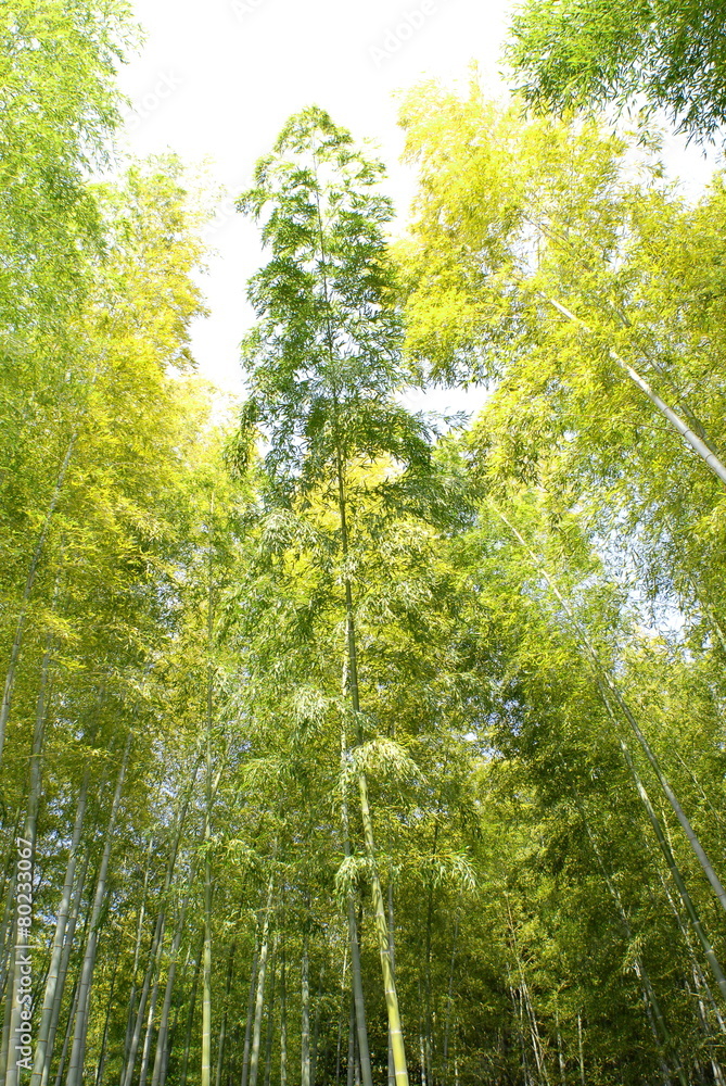 Fototapeta premium 竹林 背丈の高い竹.
