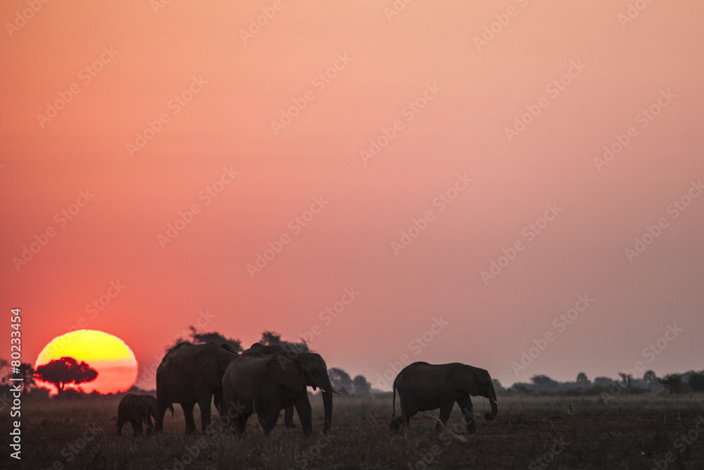 Fototapeta premium Elephant herd