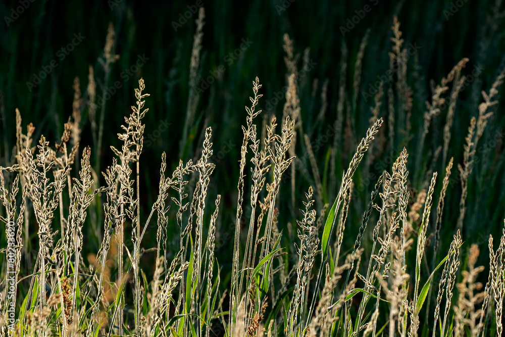 Silver grasses in early morning light