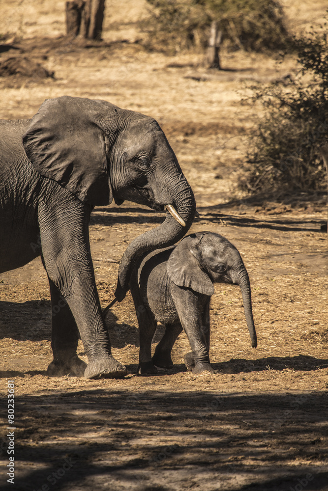 Fototapeta premium Elephants
