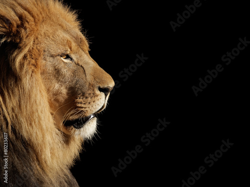 Fototapeta Naklejka Na Ścianę i Meble -  Male African lion on black