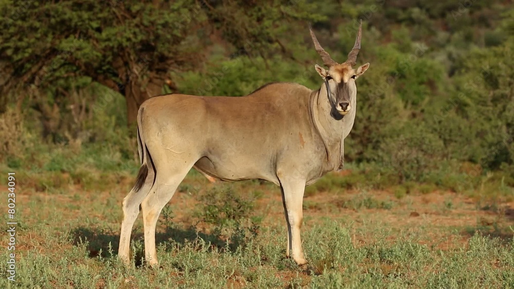Young male eland antelope, Mokala National Park Young male eland antelope, Mokala National Park
