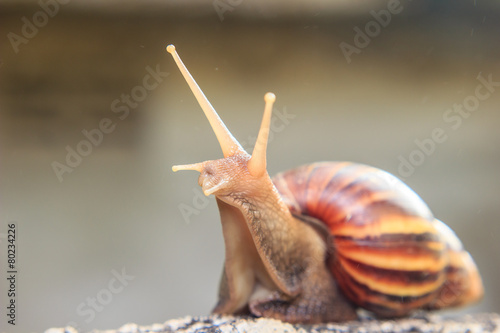 snail