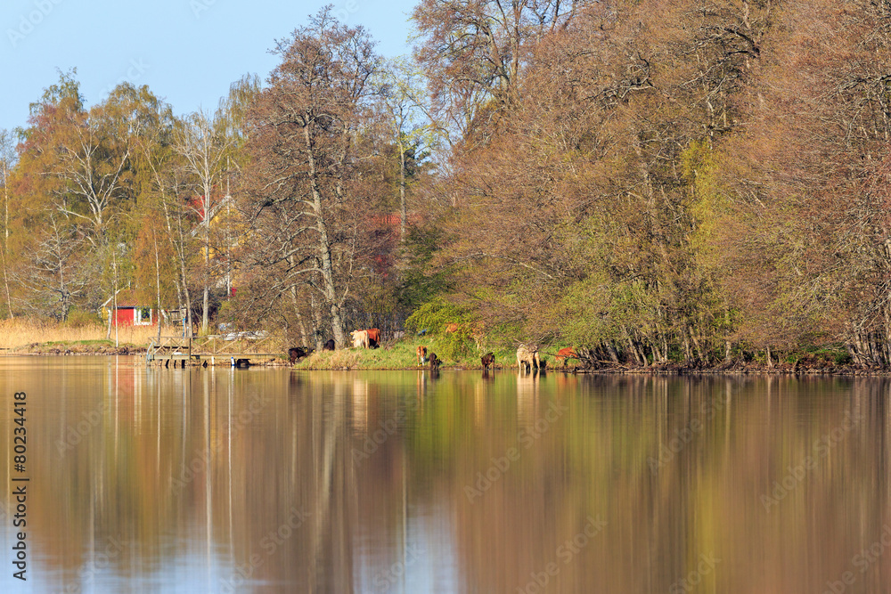 Cows at the lake