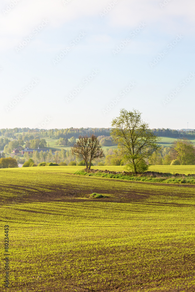 Rural landscape view
