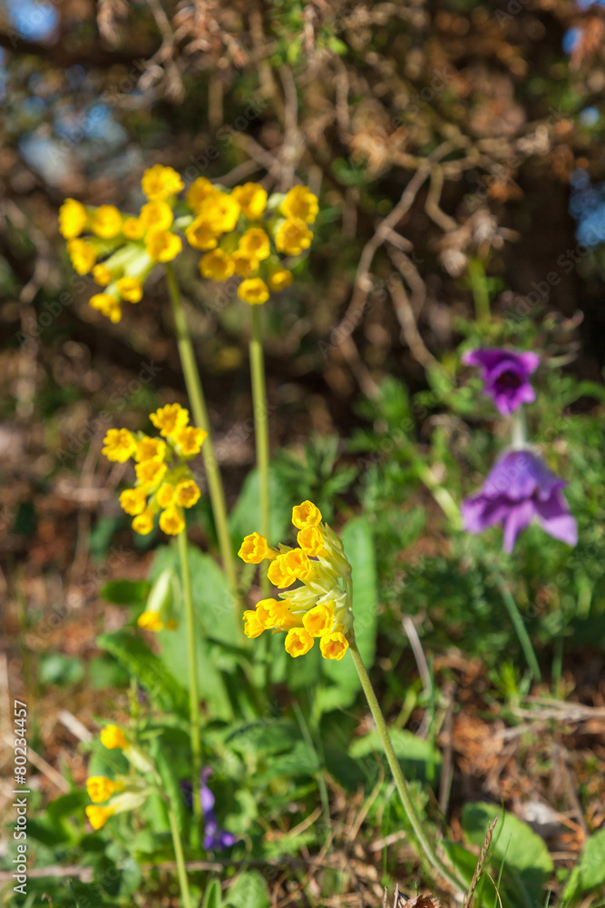 Cowslip in bloom