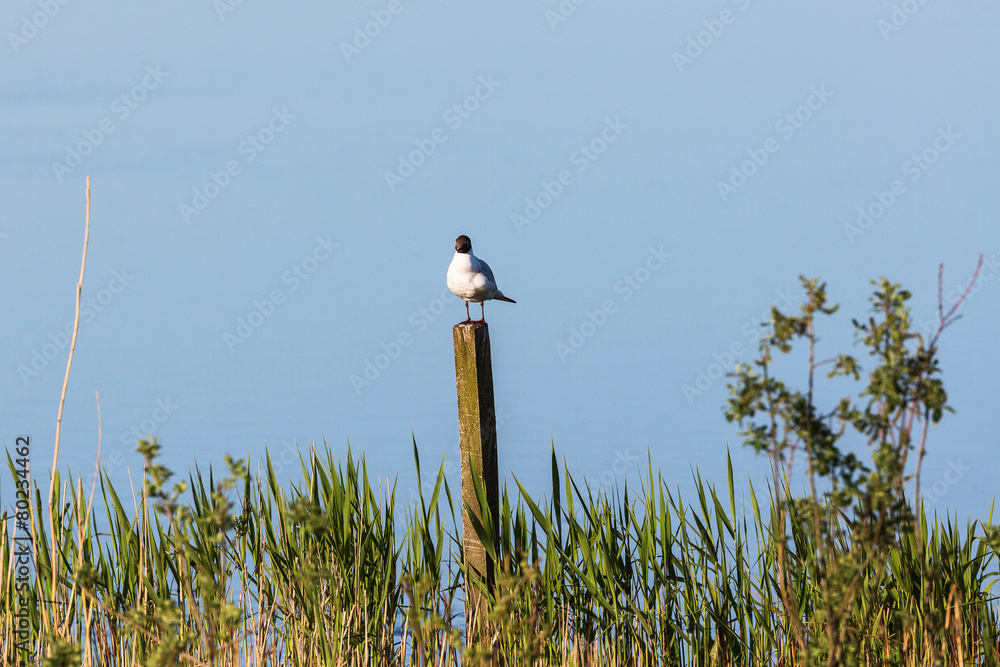 Fototapeta premium Black-headed gull sitting on a pole