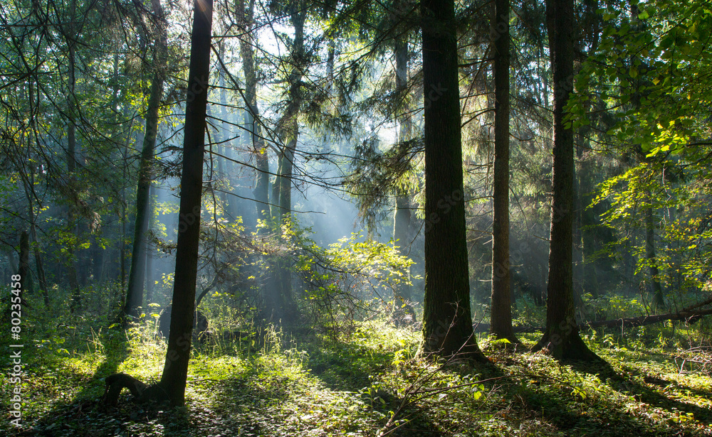 Obraz premium Sunbeam entering rich deciduous forest