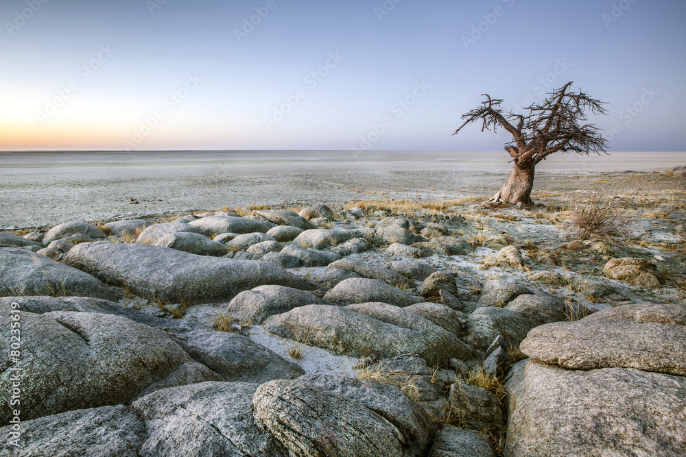 Fototapeta premium Baobab tree