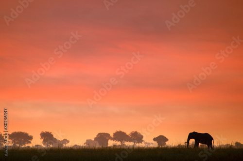 Elephant sunset © 2630ben