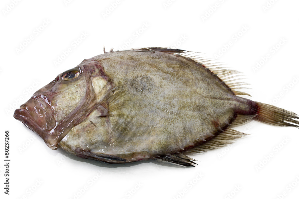 fish isolated