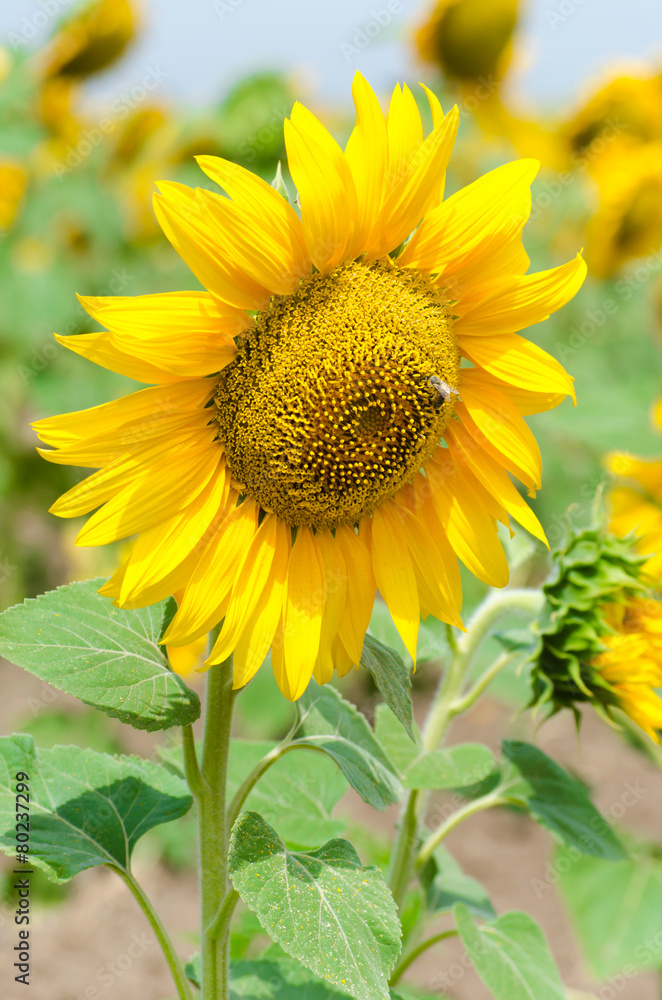 Bright yellow sunflower in the sunflower field Bright yellow sunflower in the sunflower field
