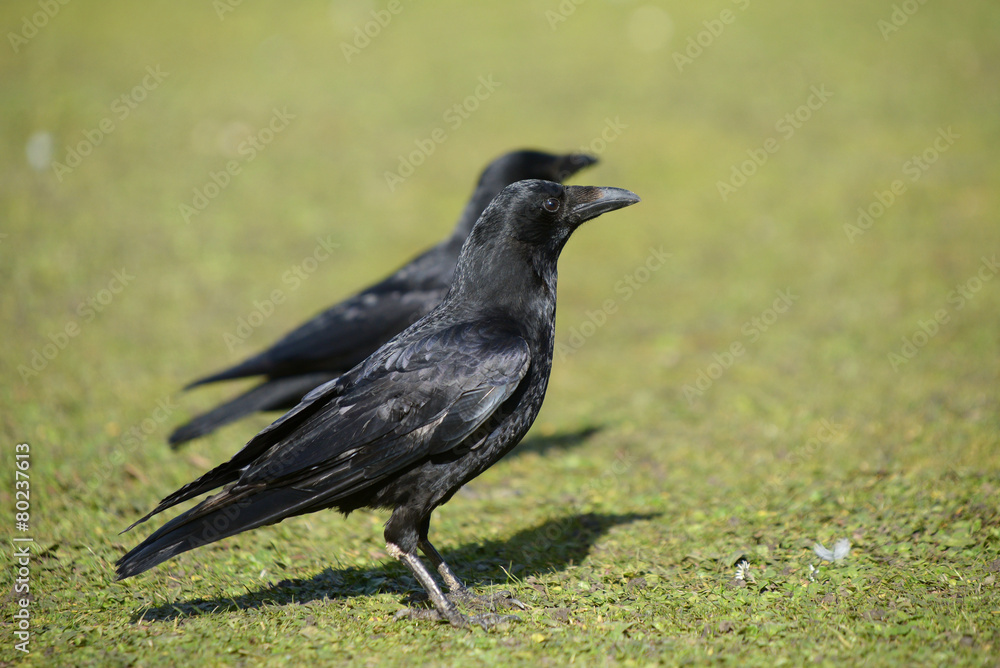 Obraz premium Carrion Crow, Corvus corone